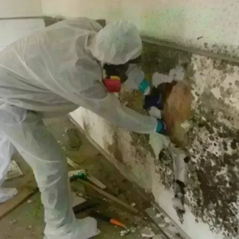 Mold Remediation and Removal in Elizabethtown, IL